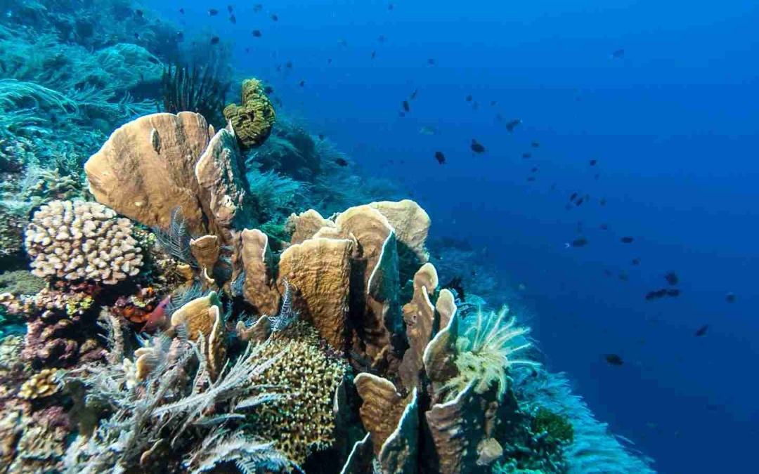 Two Fish Divers Bunaken 潜水设施