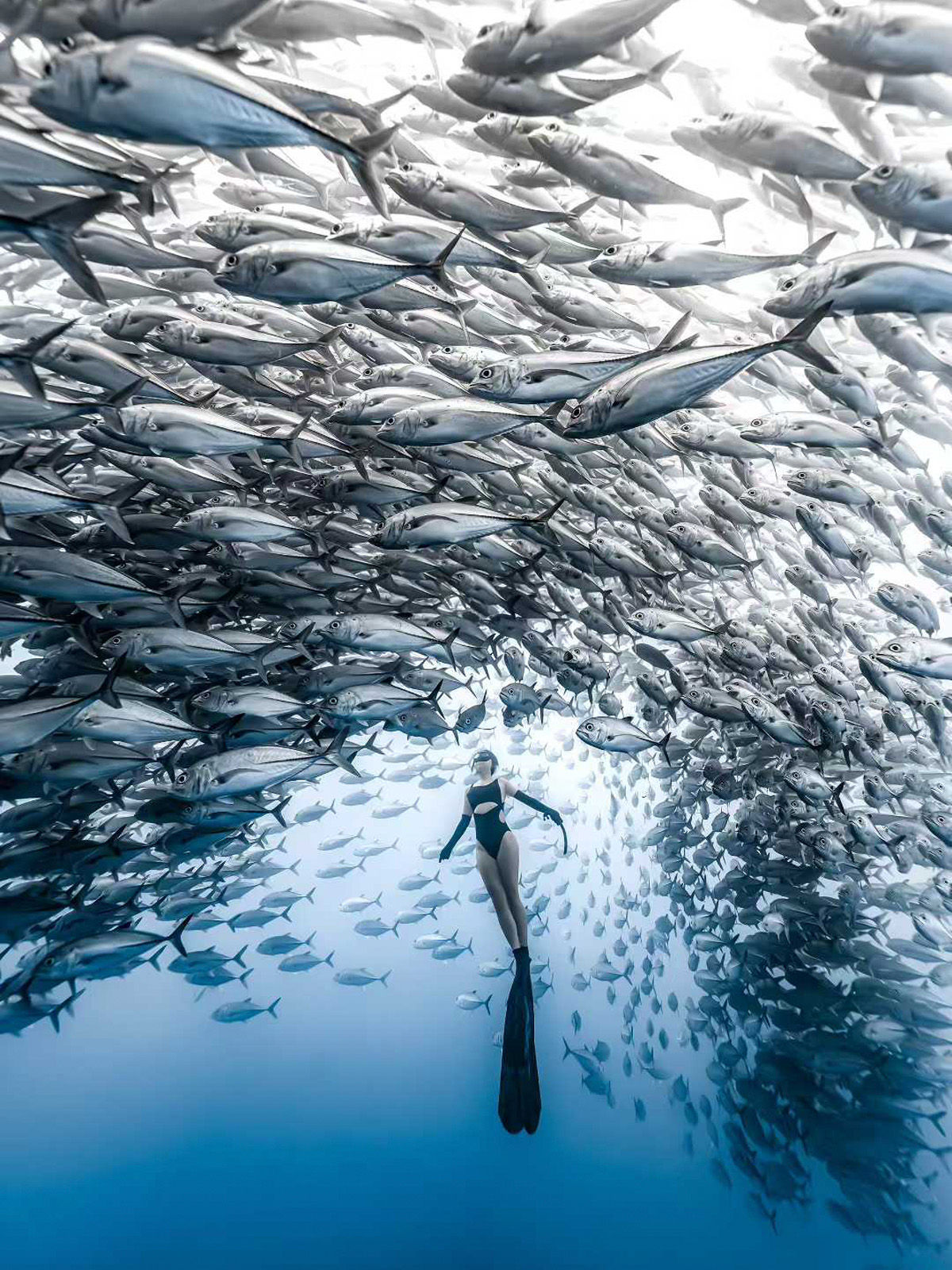 仙本那海洋生物
