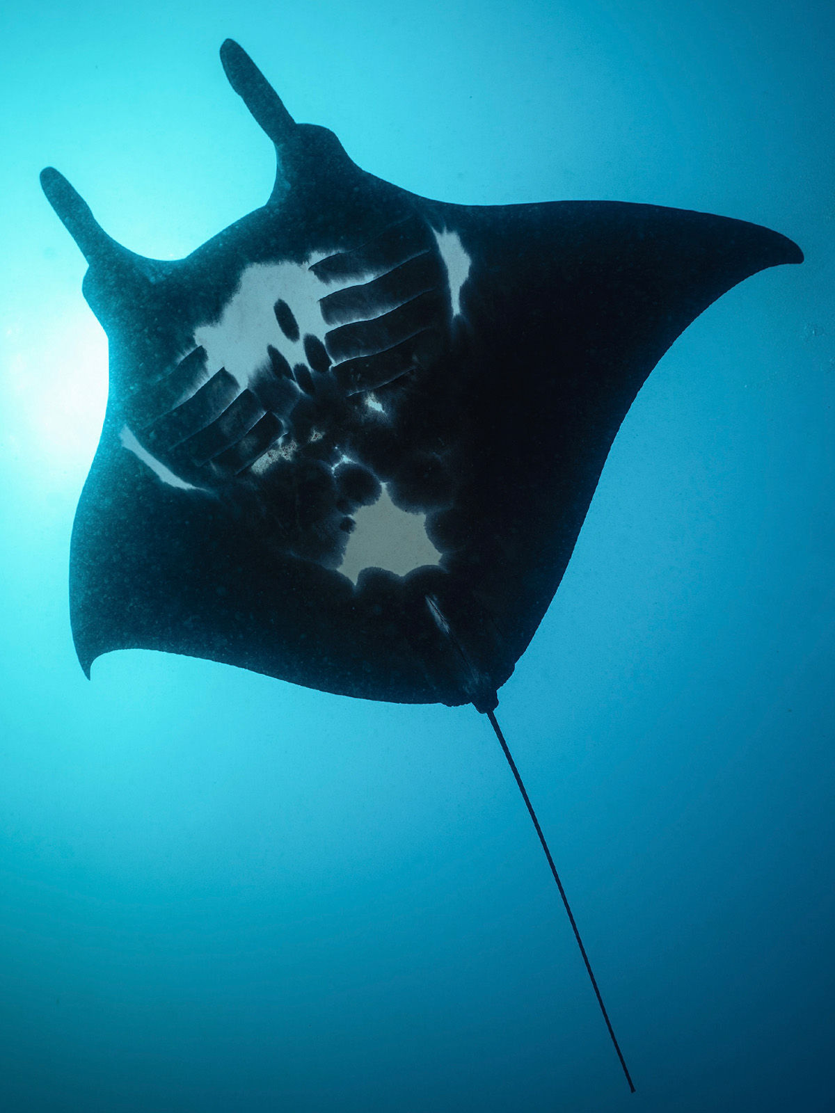 佩尼达岛 Manta 鳐